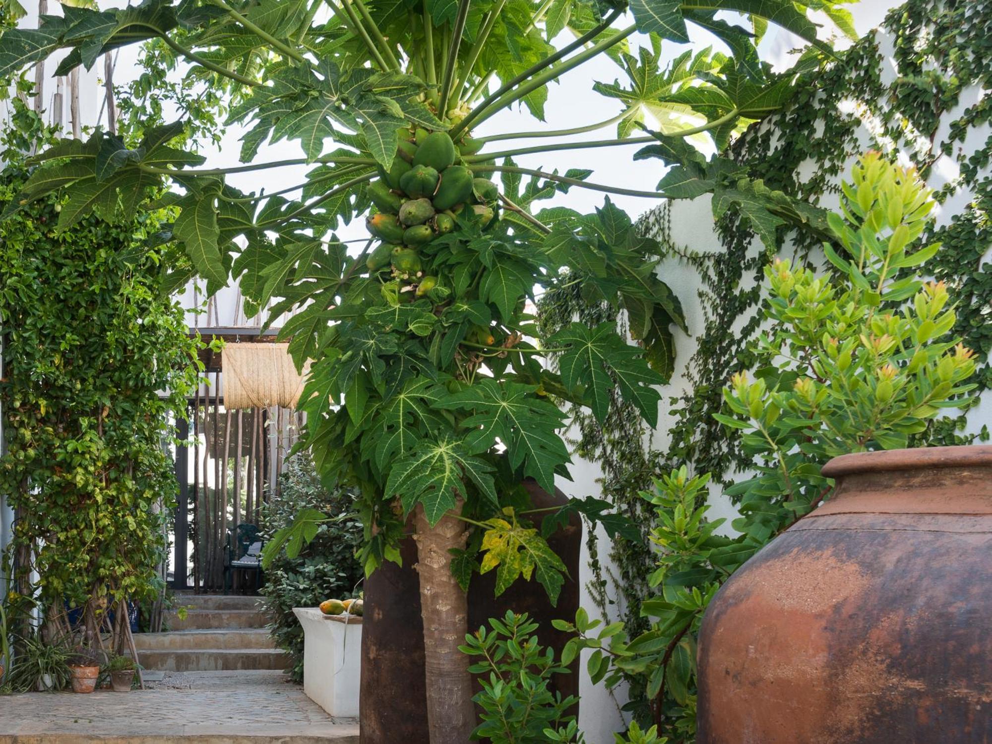 Altanure Almatere - Food Forest Boutique Stay Tavira Bagian luar foto